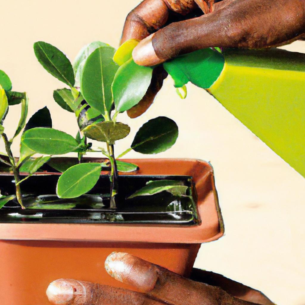 Dicas para Cultivar Plantas em Solos Arenosos