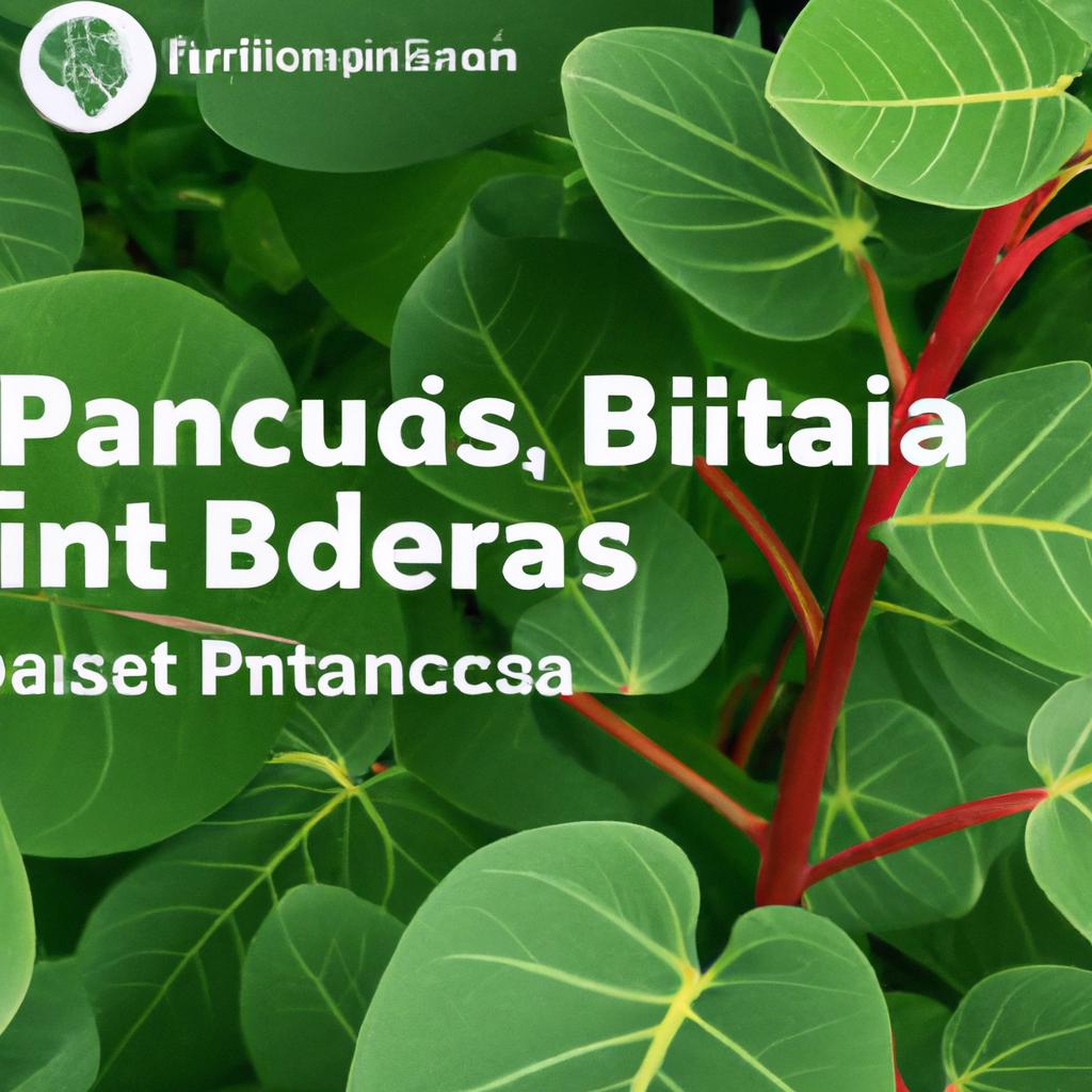 Benefícios de Utilizar o App de Identificação de Plantas de Folhagem