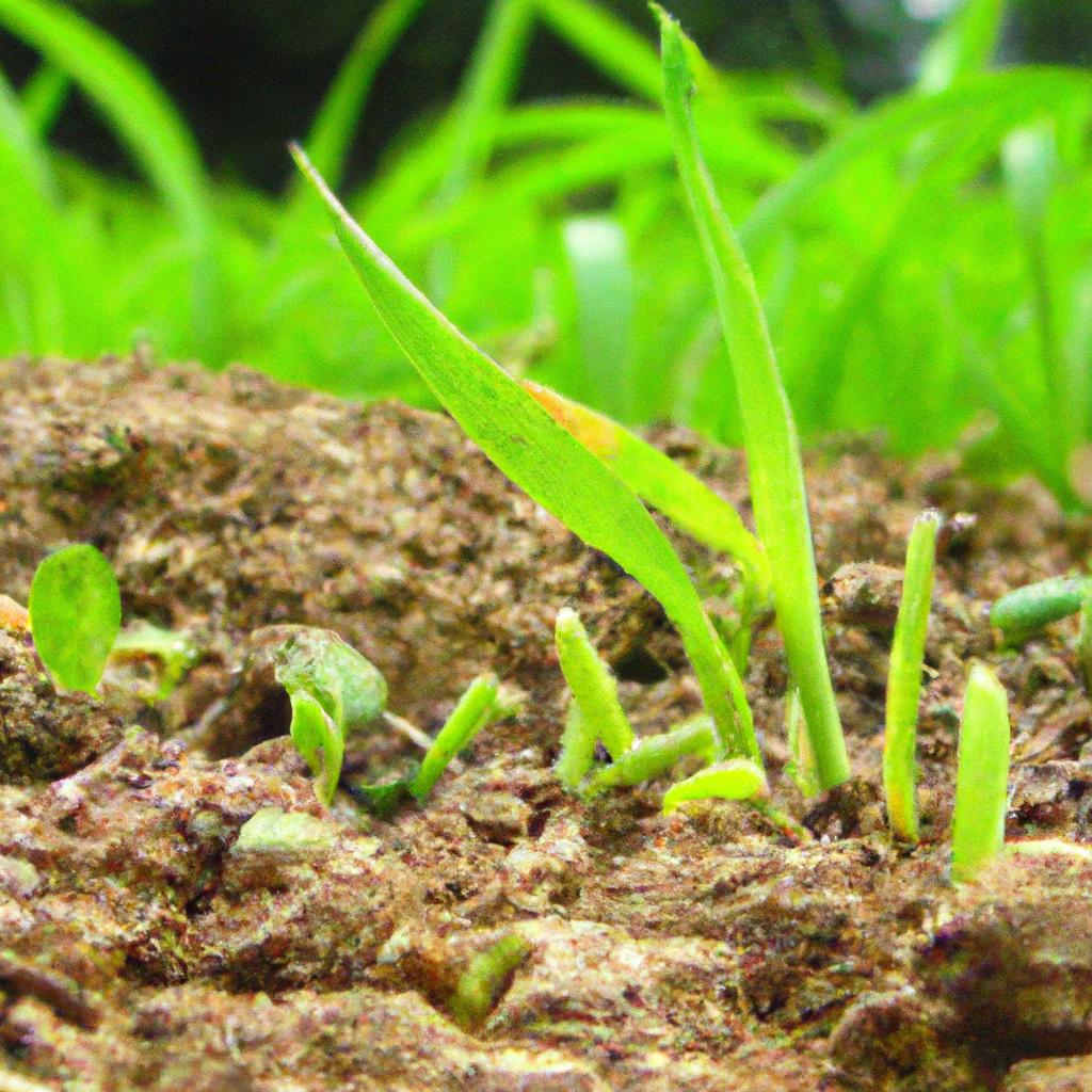 Plantas que Repelentes Naturais ao Alcance dos Seus Dedos