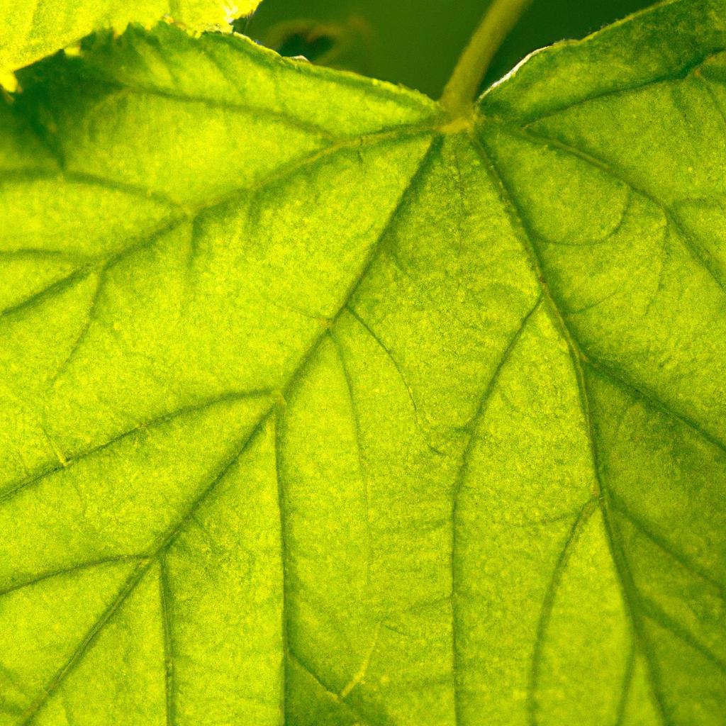 Conheça a beleza das folhas rendadas