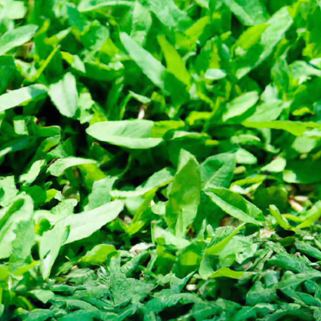 Dicas para escolher plantas de baixa manutenção